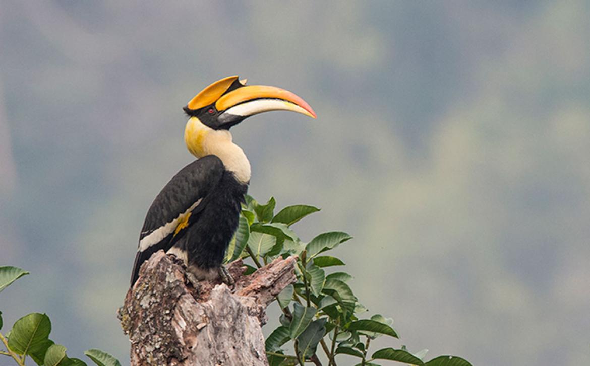 Toucans are members of the Neotropical near passerine bird family Ramphastidae.